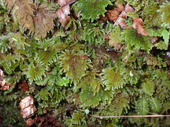 Dendrohypopterygium filiculiforme