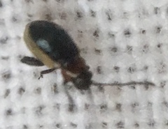 Longitarsus dorsalis