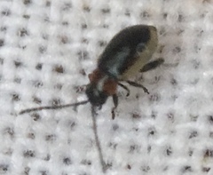 Longitarsus dorsalis