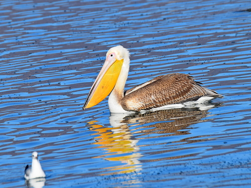 Great White Pelican