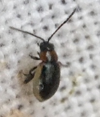 Longitarsus dorsalis