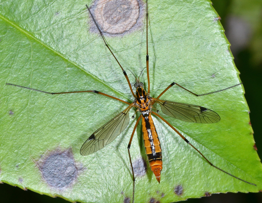 Tipula californica