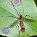 Tipula - Photo (c) Don Loarie, some rights reserved (CC BY)