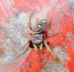 Zygoballus rufipes