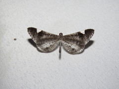 Macrosoma heliconiaria