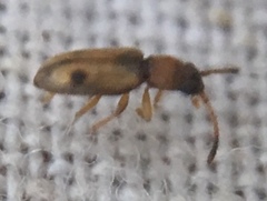 Psammoecus bipunctatus