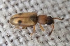 Psammoecus bipunctatus