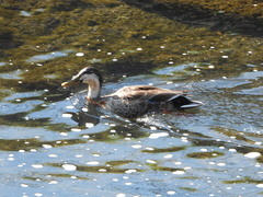 Anas platyrhynchos × zonorhyncha