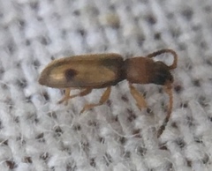 Psammoecus bipunctatus