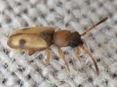 Psammoecus bipunctatus