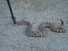 Crotalus stephensi