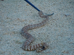 Crotalus stephensi
