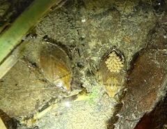 Diplonychus rusticus