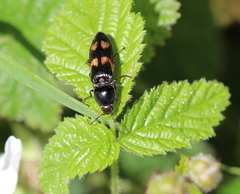 Selatosomus suckleyi