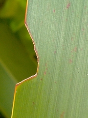 Ichneutica steropastis