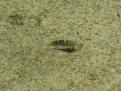 Abudefduf concolor
