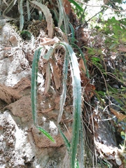 Disocactus speciosus