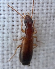 Paradromius linearis