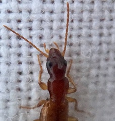 Paradromius linearis