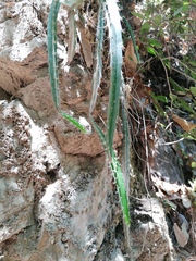 Disocactus speciosus