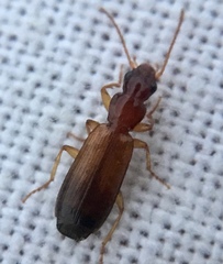 Paradromius linearis