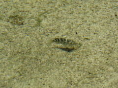 Abudefduf concolor