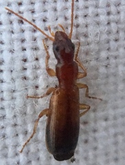 Paradromius linearis