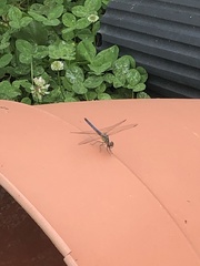 Pachydiplax longipennis