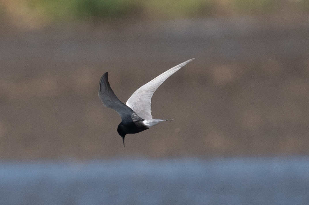 Black Tern (Chlidonias niger)