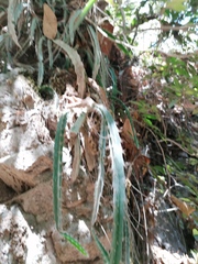 Disocactus speciosus