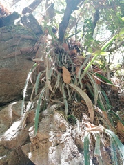 Disocactus speciosus