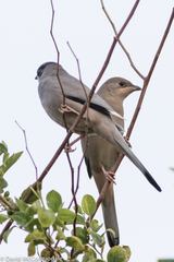 Hypocolius ampelinus