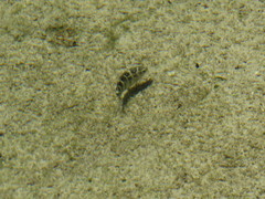 Abudefduf concolor