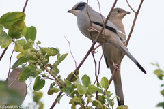 Hypocolius ampelinus