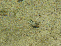 Abudefduf concolor