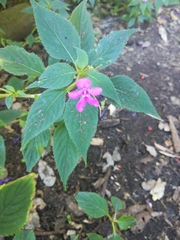 Impatiens sylvicola