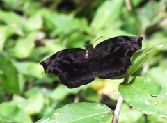 Achlyodes busirus