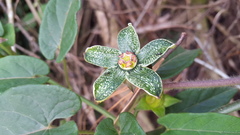 Gonolobus incerianus