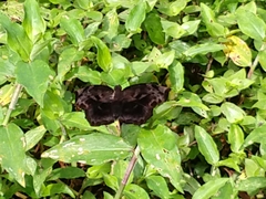 Achlyodes busirus