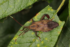 Melucha phyllocnemis