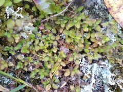 Leptostigma setulosum