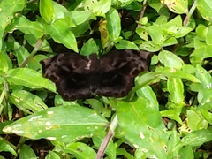 Achlyodes busirus