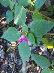 Impatiens sylvicola