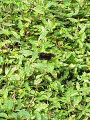 Achlyodes busirus