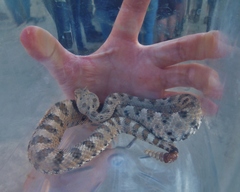 Crotalus cerastes cerastes