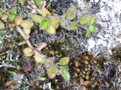 Leptostigma setulosum