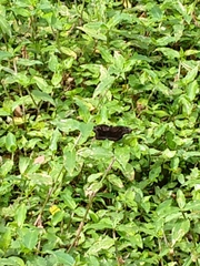 Achlyodes busirus