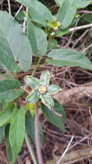 Gonolobus incerianus