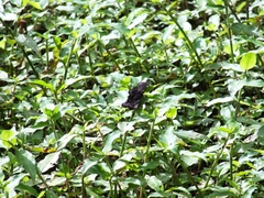 Achlyodes busirus