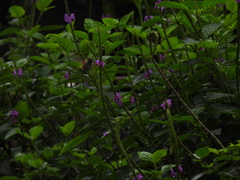 Selasphorus scintilla